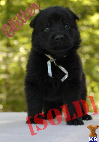 German Shepherd Puppies This pup is NOT for SALE